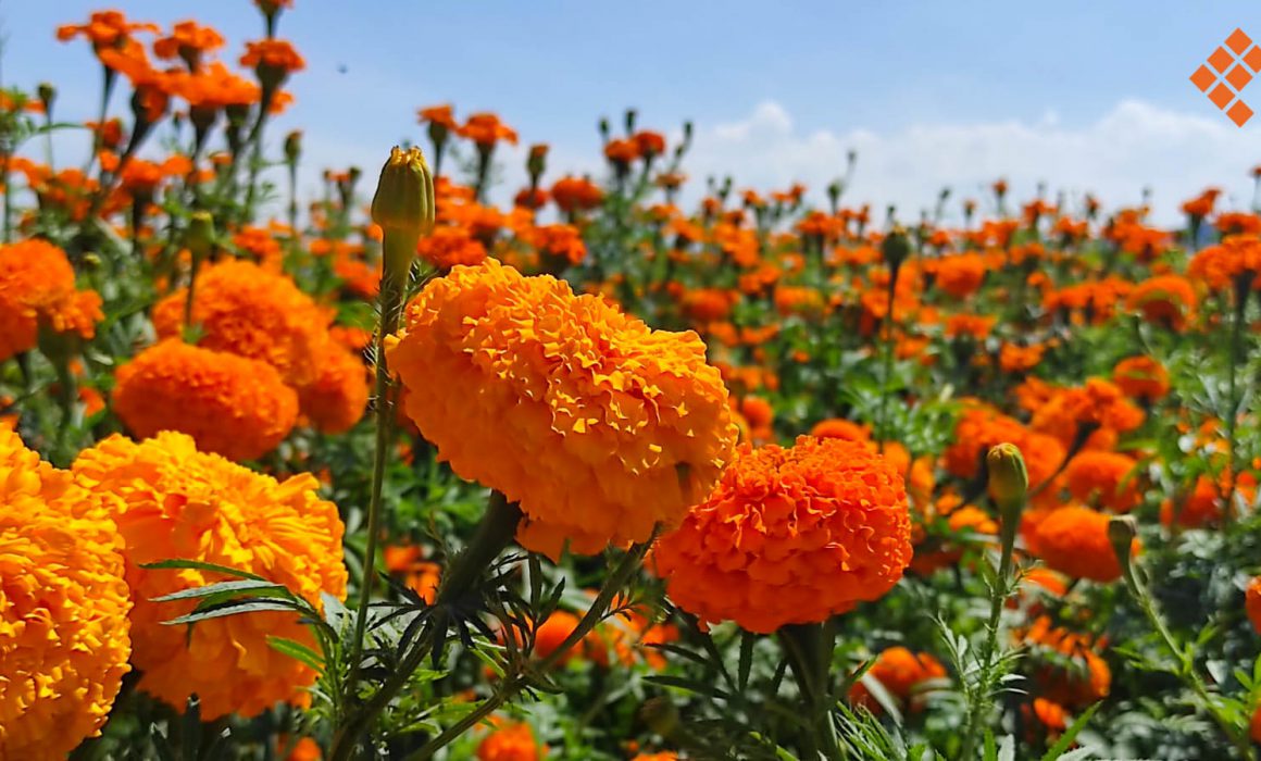 flores de cempasuchil