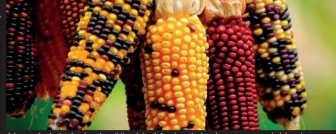 Captura de pantalla 29 6 2026 124635 web.whatsapp.com