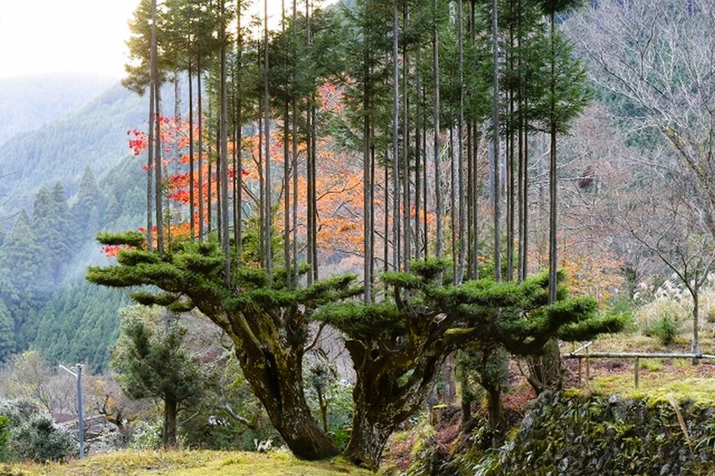 daisugi tecnica japonesa 600 anos antiguedad cultivar madera cortar arboles 2258493